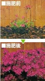 肥 料